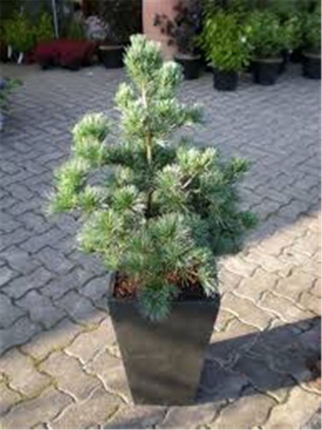 pinus parviflora Negishi